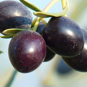 "The Delicious and Nutritious Kalamata Olives