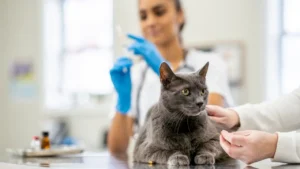 Low-Cost Pet Insurance That Covers Vaccinations