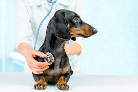 pet insurance for dogs with pre existing conditions