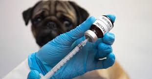 Low Cost Pet Insurance That Covers Vaccinations