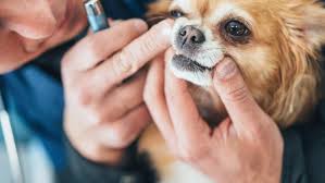 What Pet Insurance Does Not Cover in 2025