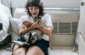 Is Pet Insurance Worth It for Indoor Cats?