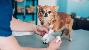 pet insurance for dogs with pre-existing conditions 