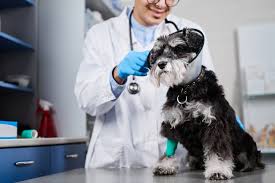 Best Pet Insurance for Older Dog
