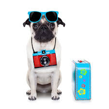 travel pet insurance for international trips