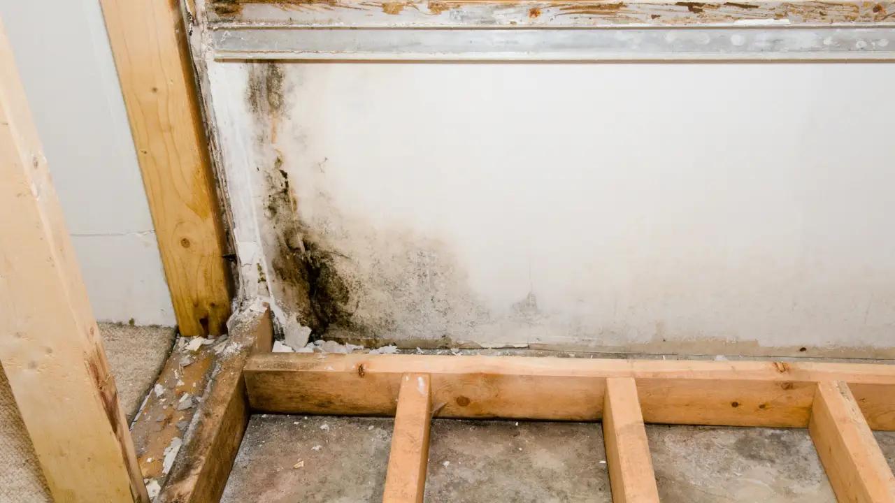mold damage homeowners insurance