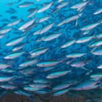 KADAL MEAN VAIGAIGAL IN TAMIL