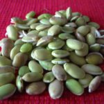 MOCHAI KOTTAI IN TAMIL