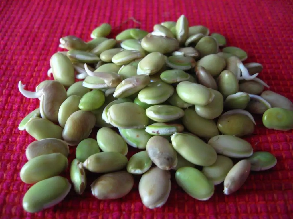 MOCHAI KOTTAI IN TAMIL