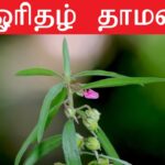 ORITHAL THAMARAI BENEFITS IN TAMIL