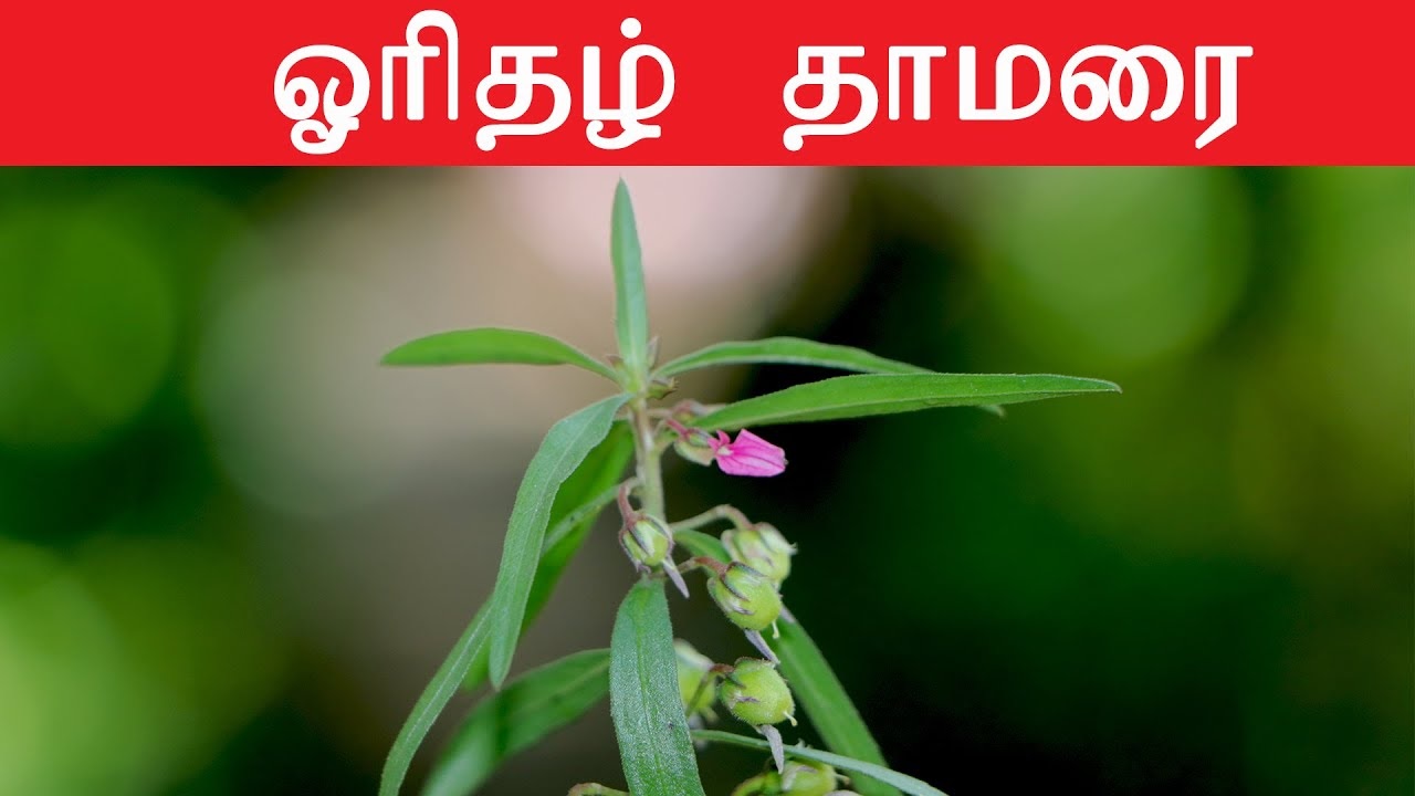 ORITHAL THAMARAI BENEFITS IN TAMIL