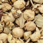 PANEER POO BENEFITS IN TAMIL