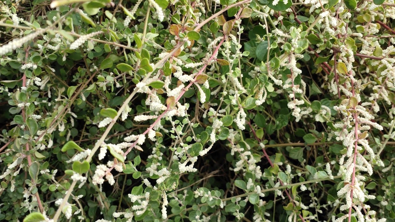 SIRUKAN PEELAI