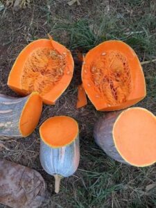 pumpkin seeds benefits in tamil