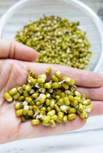 mulaikattiya pachai payaru benefits in tamil