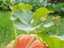 pumpkin in tamil