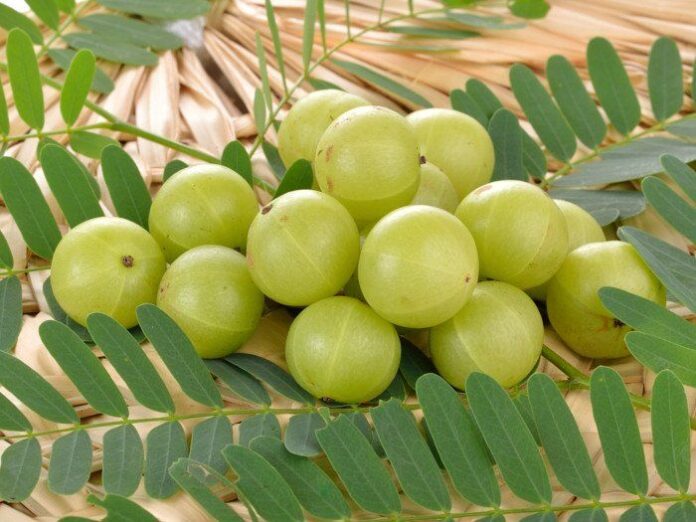 gooseberry in tamil