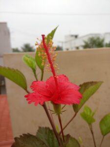 semparuthi poo benefits in tamil| hibiscus flower in tamil