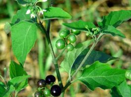 manathakkali keerai benefits