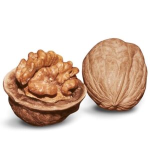 walnut benefits in tamil