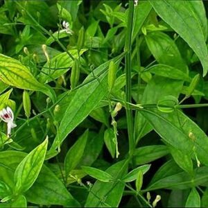 nilavembu kashayam benifits in tamil