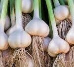 garlic benifits in tamil