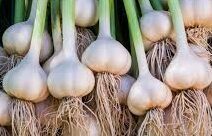 garlic benifits in tamil