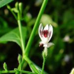 nilavembu kashayam benifits in tamil