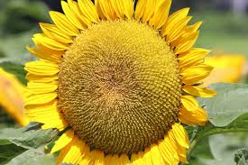 sunflower seeds in tamil